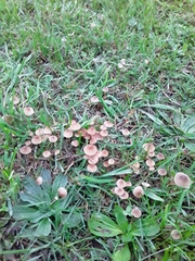 Mycena olivaceomarginata