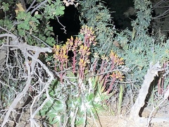 Dudleya saxosa collomiae