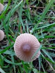Mycena olivaceomarginata