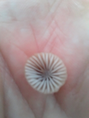 Mycena olivaceomarginata