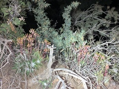 Dudleya saxosa collomiae