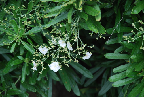 Image of Convolvulus floridus by (c) Татьяна Максимова, some rights reserved (CC BY)