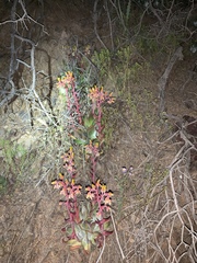 Dudleya saxosa collomiae