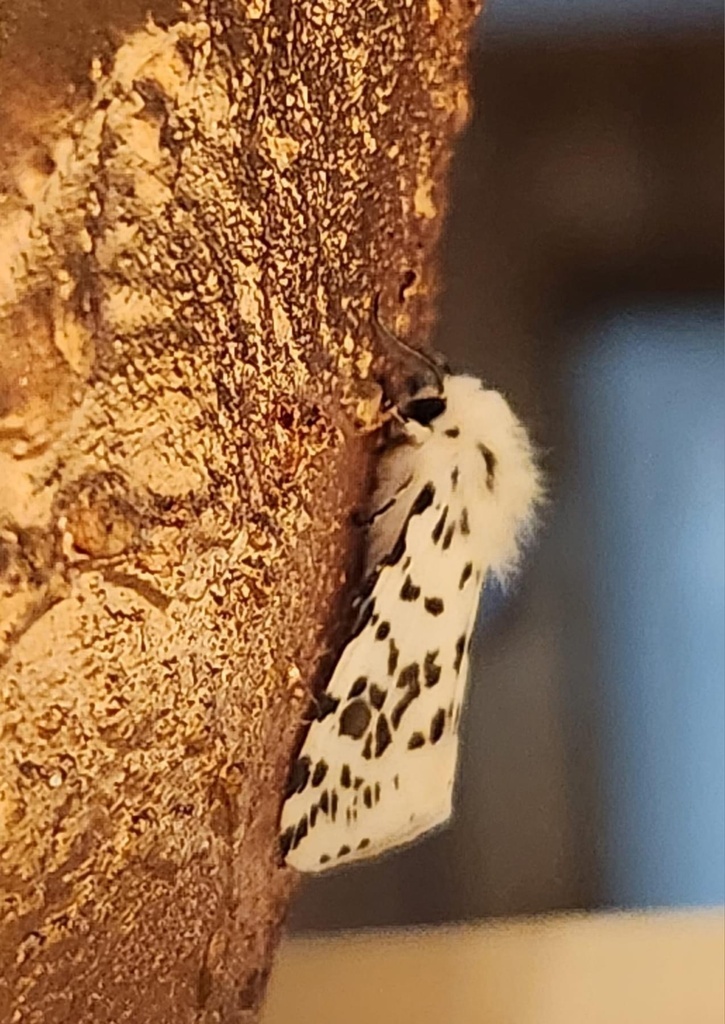 Fall Webworm Moth from Confidence St, Denham Springs, LA, US on March 9 ...