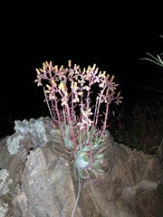 Dudleya saxosa collomiae