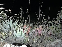 Dudleya saxosa collomiae