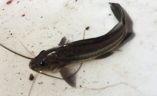 Witte mandi (Pimelodus albicans) — Pimelodidae — 4