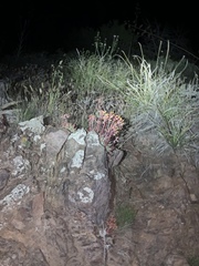 Dudleya saxosa collomiae