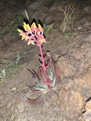 Dudleya saxosa collomiae
