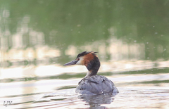 Podiceps cristatus