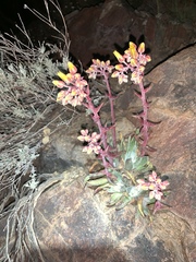 Dudleya saxosa collomiae