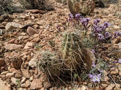 Echinocereus engelmannii