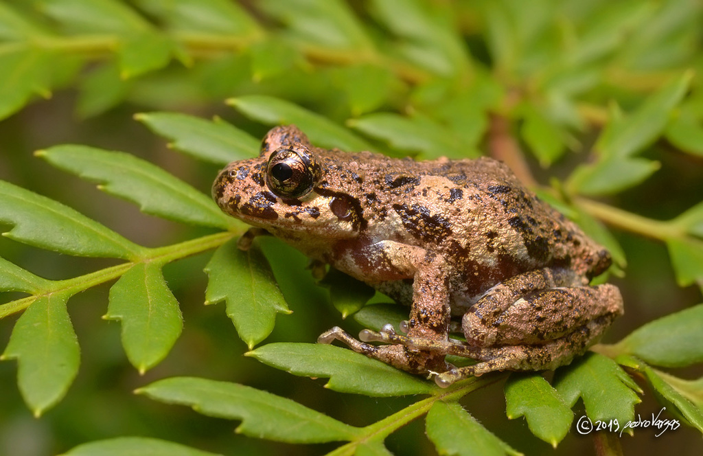 Gray Wood Frog (Batrachyla leptopus)