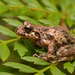 Gray Wood Frog - Photo (c) pedro vargas, some rights reserved (CC BY-NC), uploaded by pedro vargas