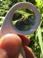 Melica imperfecta