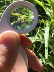 Melica imperfecta