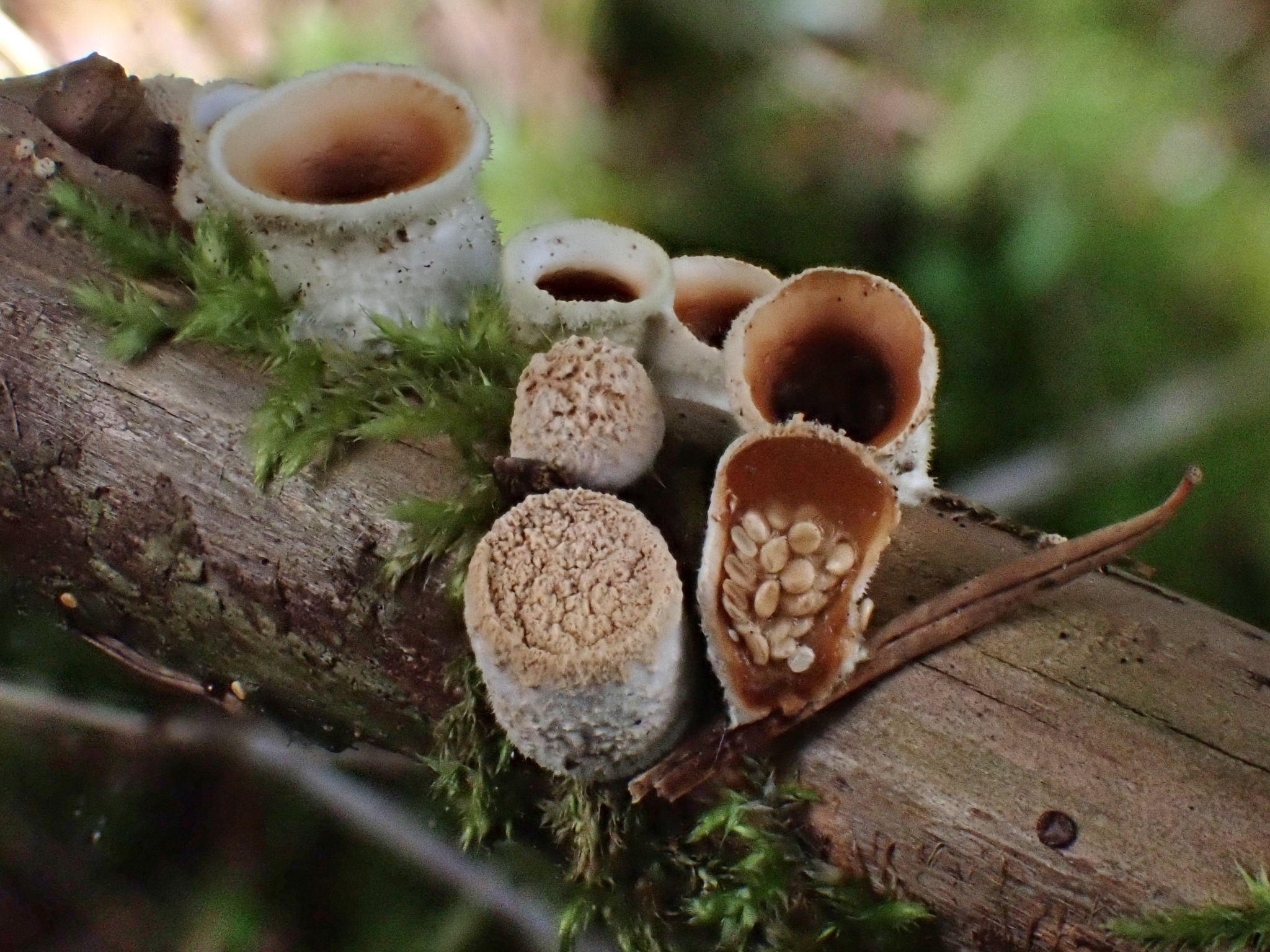 woolly bird's nest fungus (Nidula niveotomentosa) · iNaturalist