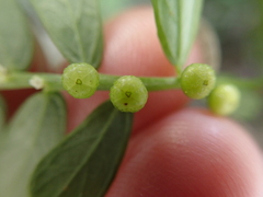 Phyllanthus urinaria hookeri