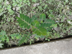 Phyllanthus urinaria hookeri