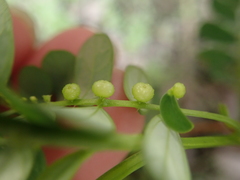 Phyllanthus urinaria hookeri