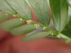 Phyllanthus urinaria hookeri