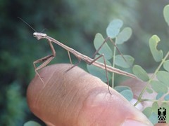Phasmomantis