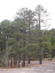 Pinus arizonica