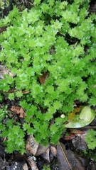 Rhodobryum