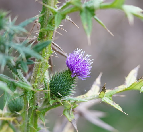 Cirsium vulgare