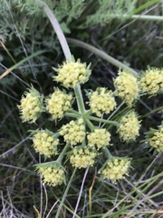 Lomatium macrocarpum