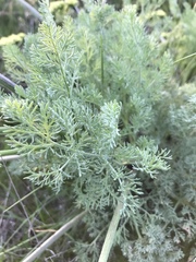 Lomatium macrocarpum