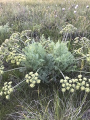 Lomatium macrocarpum