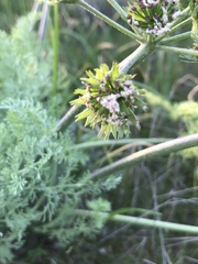 Lomatium macrocarpum