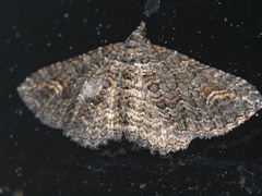 Eucymatoge scotodes
