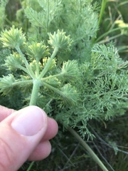 Lomatium macrocarpum