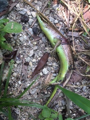 Dasia olivacea