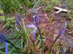 Hyacinthoides