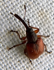 Tatianaerhynchites aequatus