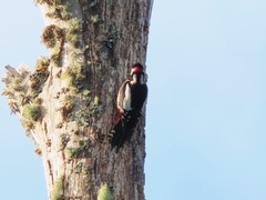 Dendrocopos major canariensis