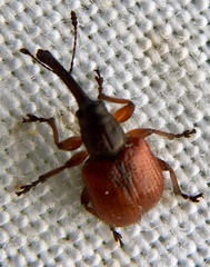 Tatianaerhynchites aequatus