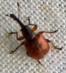 Tatianaerhynchites aequatus