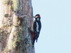 Dendrocopos major canariensis