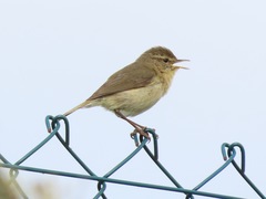 Canary Islands Chiffchaff photo 3