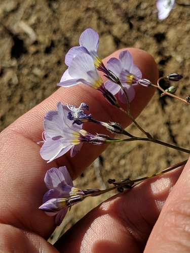 Image of Gilia latiflora by (c) Ken-ichi Ueda, some rights reserved (CC BY)