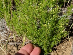 Galium andrewsii