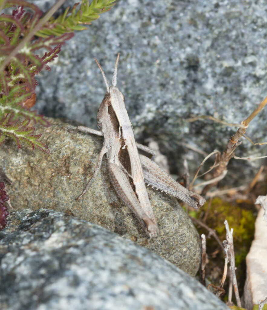 Duroniella lucasii