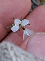 Linanthus