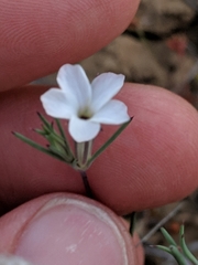 Linanthus