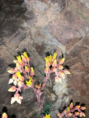 Dudleya saxosa collomiae