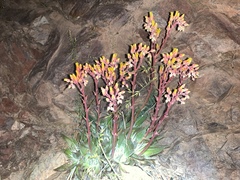Dudleya saxosa collomiae